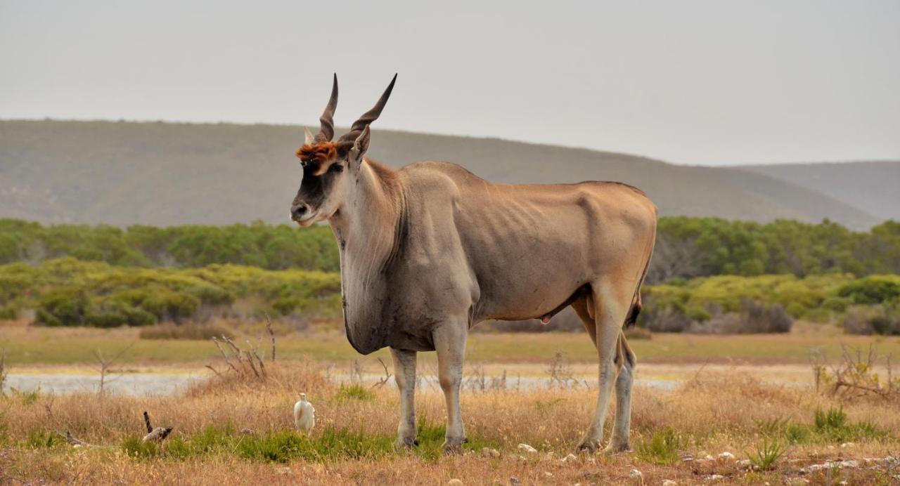 De Hoop Collection - Opstal Houses De Hoop Nature Reserve 外观 照片